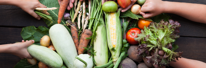 tipos de nutrientes