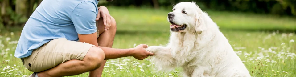 Manual De Adiestramiento Para Perros De Busqueda Y Rescate