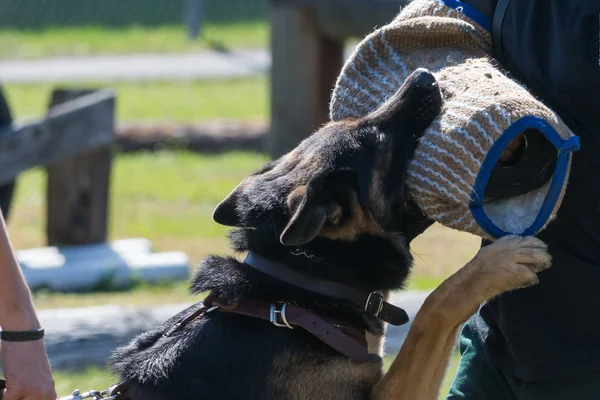 corsi di addestramento del cane