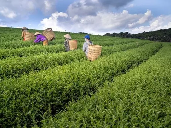 ingegneria nell'innovazione agricola sostenibile