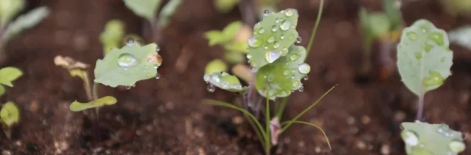 Agroecología