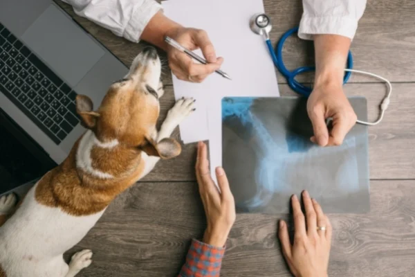 università per studiare veterinaria