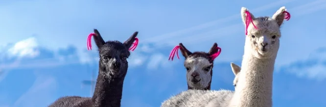 Escalando los Andes con la Alpaca, la Llama y la Vicuña