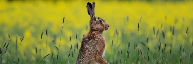 Animales cinegéticos