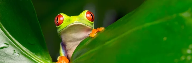 Una mirada profunda a los fascinantes animales habitantes de la selva