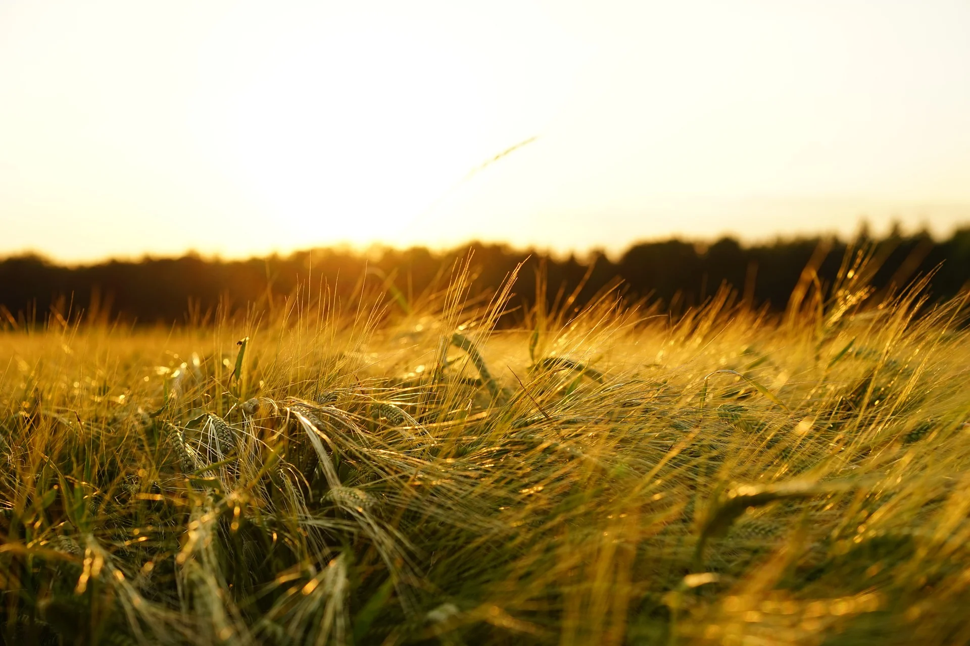 Corsi di produzione agricola