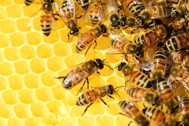 la vita delle api per bambini in età prescolare