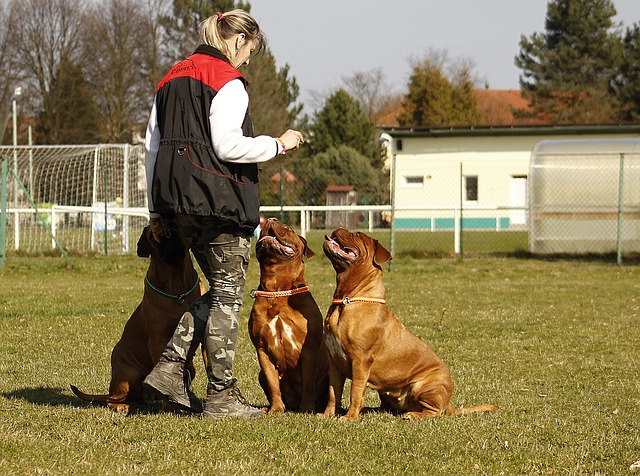 5 puntos clave para corregir una mala conducta canina