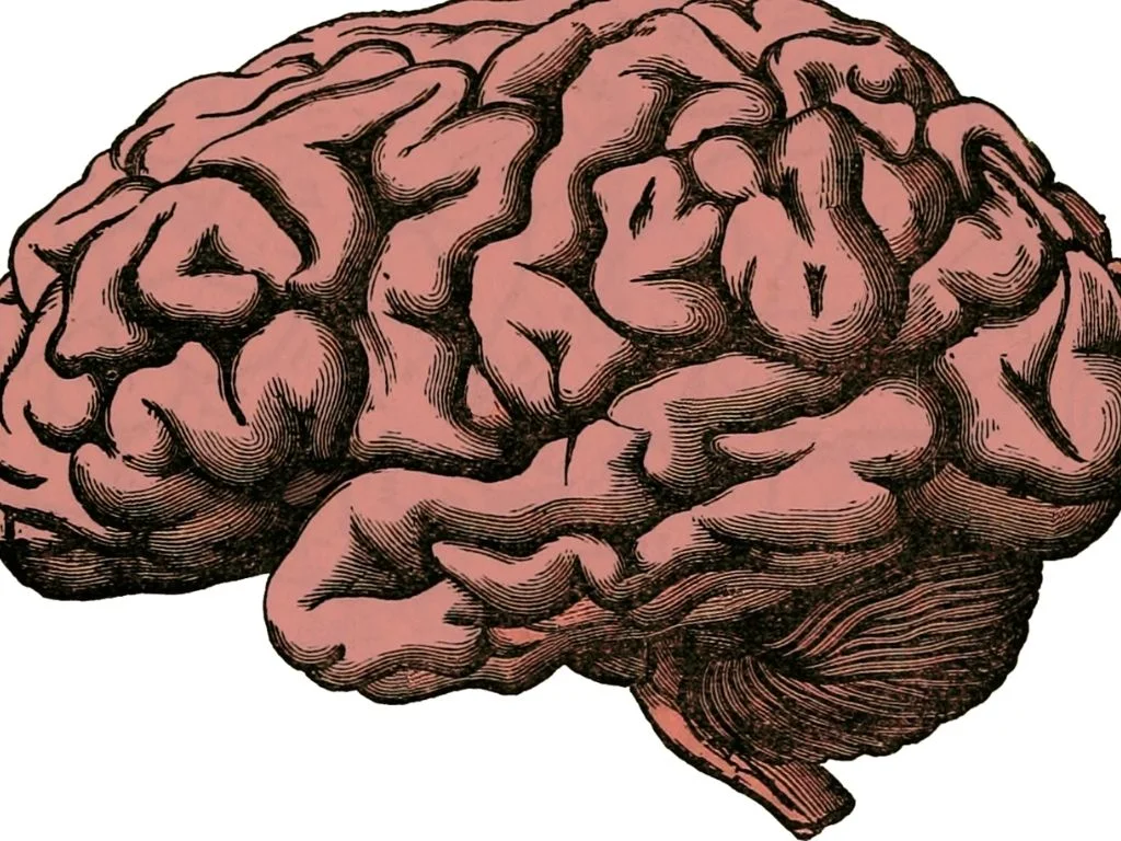 capacidad cerebral