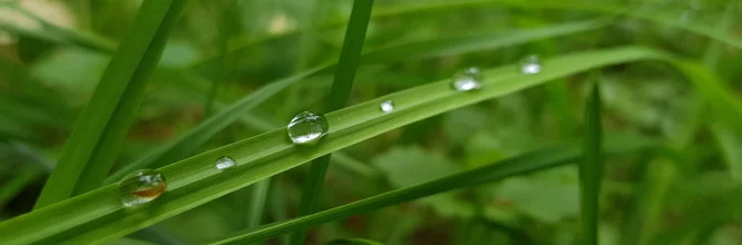 ¿Cómo mantener el césped verde?