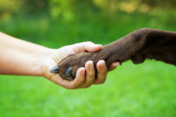 Cursos de entrenamiento canino