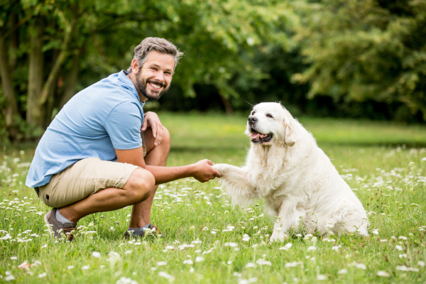 Cursos de entrenamiento canino