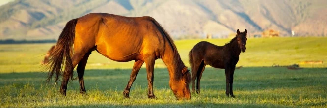 Cría de caballos: Estas son las técnicas que debes saber