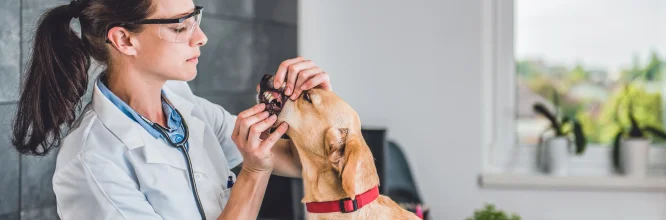 Lo que no sabías sobre el diente canino