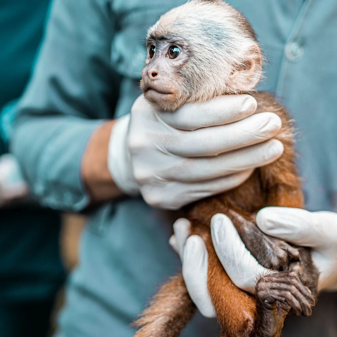 Ami gli animali? La Laurea in Medicina Veterinaria è per te