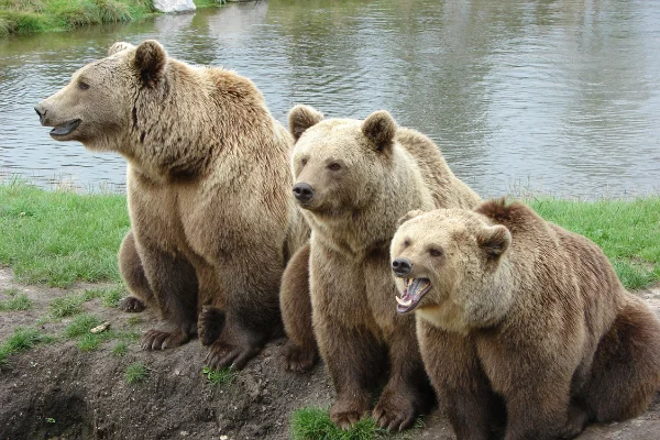 fotos de animales herbívoros con nombres