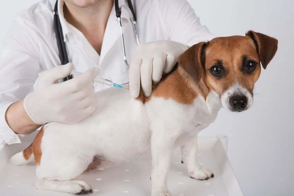 Arriba 85+ imagen carrera de veterinaria online