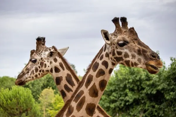 come lavorare in uno zoo Due facce di giraffa intrecciate