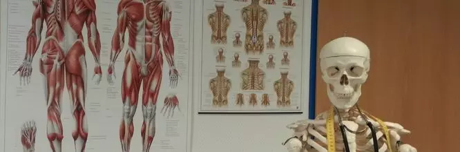 imparare l'anatomia umana