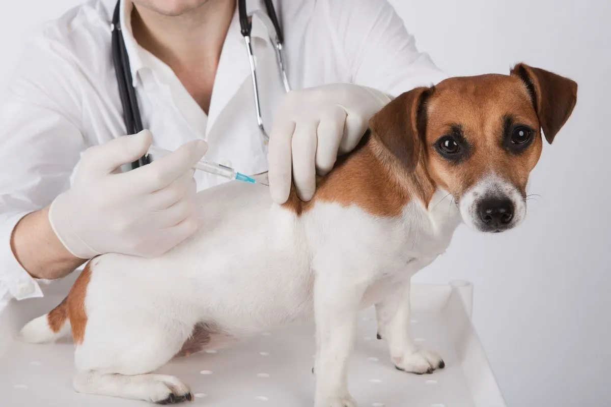 Cosa serve per studiare veterinaria