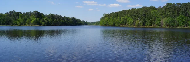 La vida y el agua: conoce los ecosistemas acuáticos de agua dulce