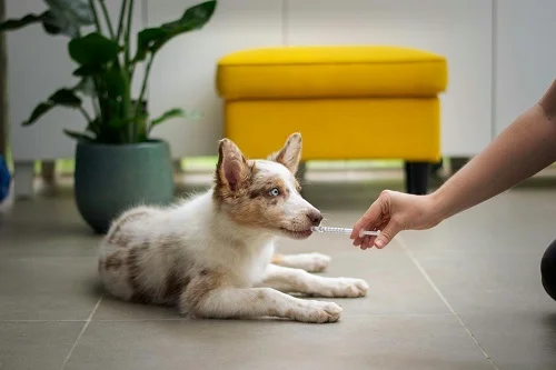 Especialidades de veterinaria: ¿Cuáles son y cómo obtenerlas?