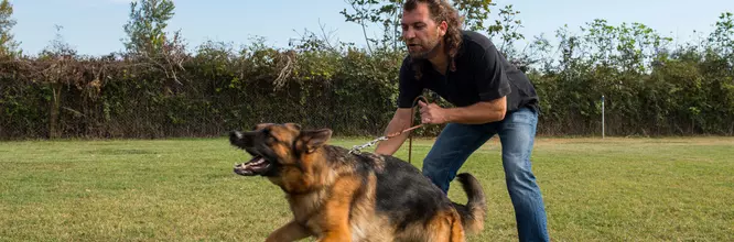 Cosa serve per essere un addestratore di cani?