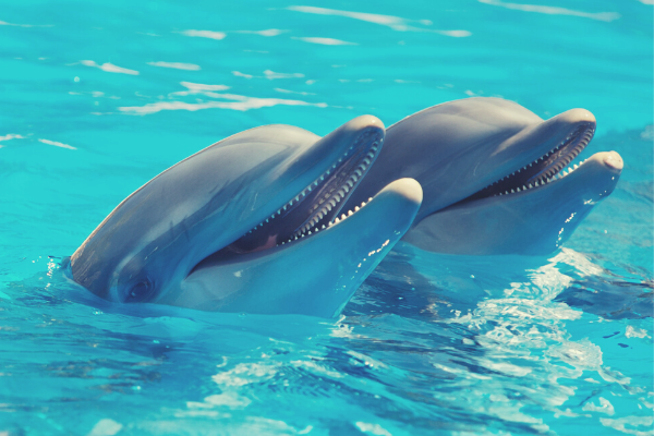terapia dei delfini
