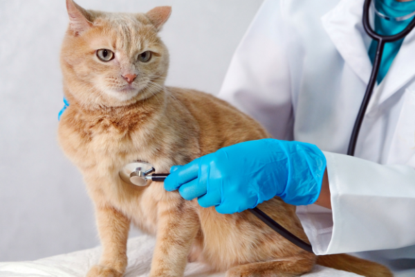 Veterinaria Gestión de Clínicas veterinarias