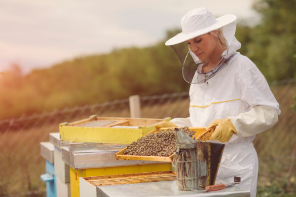 professione di apicoltore