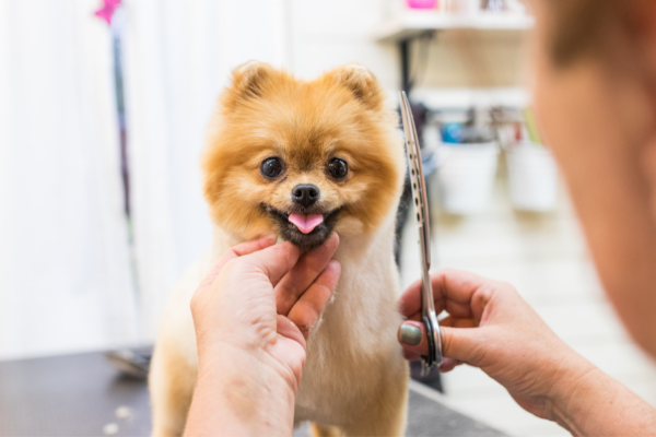 Veterinaria Peluquería Canina