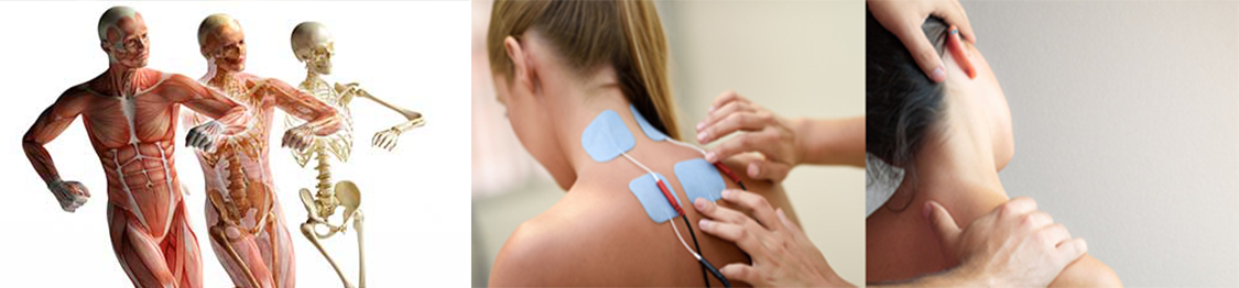 anatomia y estiramientos