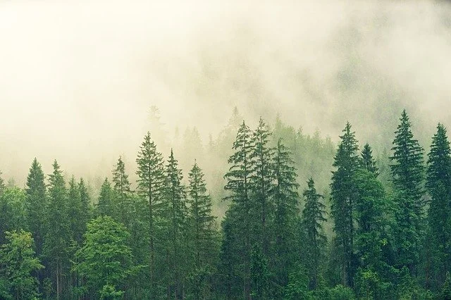 cosa sono le foreste di latifoglie