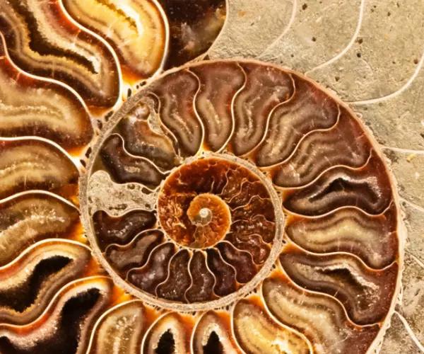 scienza che studia i fossili