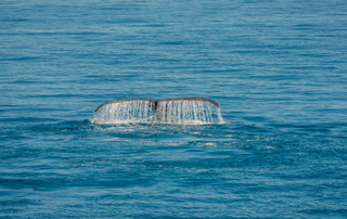 biologia marina barcelona