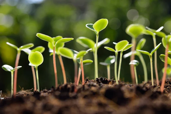 Cos'è l'economia verde e circolare