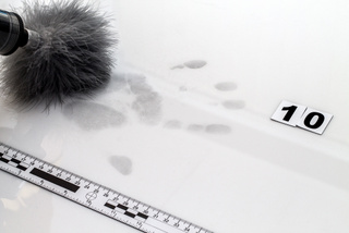 cursos criminologia uned