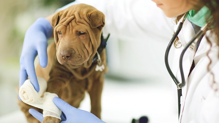 CURSO DE AUXILIAR DE VETERINARIA