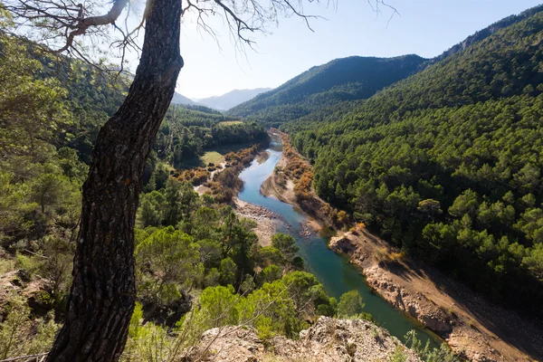 Cursos de Reforestación