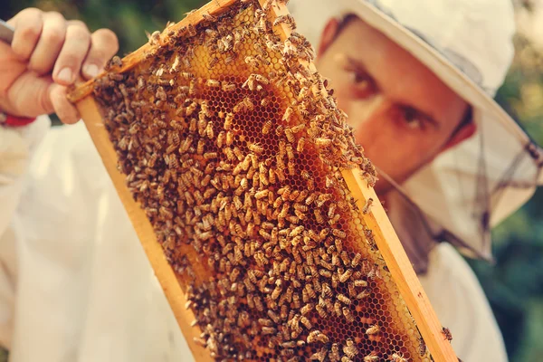 operaio della covata delle api