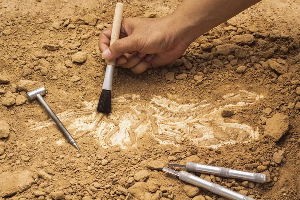 Differenza tra archeologia e paleontologia