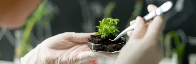 Fundamentos de fisiología vegetal: ¿Cuáles son los procesos fisiológicos de las plantas? 