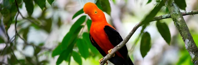 Gallito de las Rocas: Ave emblemática de la biodiversidad sudamericana