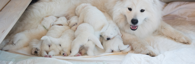 Concetto di gravidanza isterica nel cane