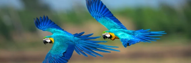 Guacamayo azul y amarillo