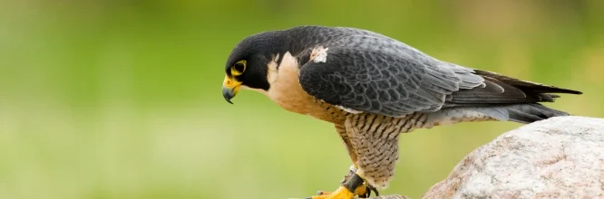 Halcón peregrino