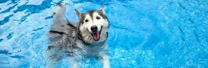 Hidroterapia para perros: Bienestar y recuperación acuática