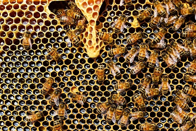 la vita delle api per bambini in età prescolare