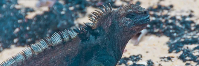 La iguana marina: El Único lagarto marino del mundo