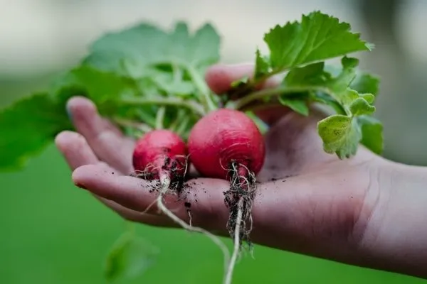 cursos de jardineria gratis